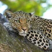 leopardo-inspiración